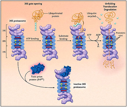 Figura 1: la vía de la ubiquitina-proteasoma y la proteína tóxica de prión