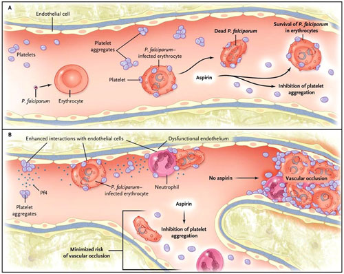 Figura 1: dos modelos para la activación plaquetaria en la malaria falciparum