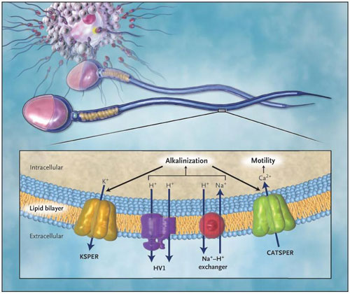 Figura 1: canales iónicos y alcalinización de la señalización de Ca2 + en el esperma