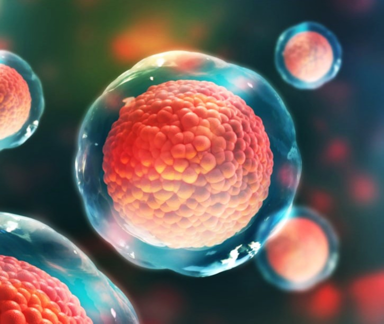 Creatina y su impacto en la respuesta inmunitaria contra el cáncer