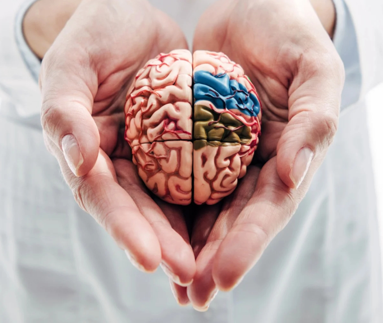 Descubren las cuatro edades del cerebro