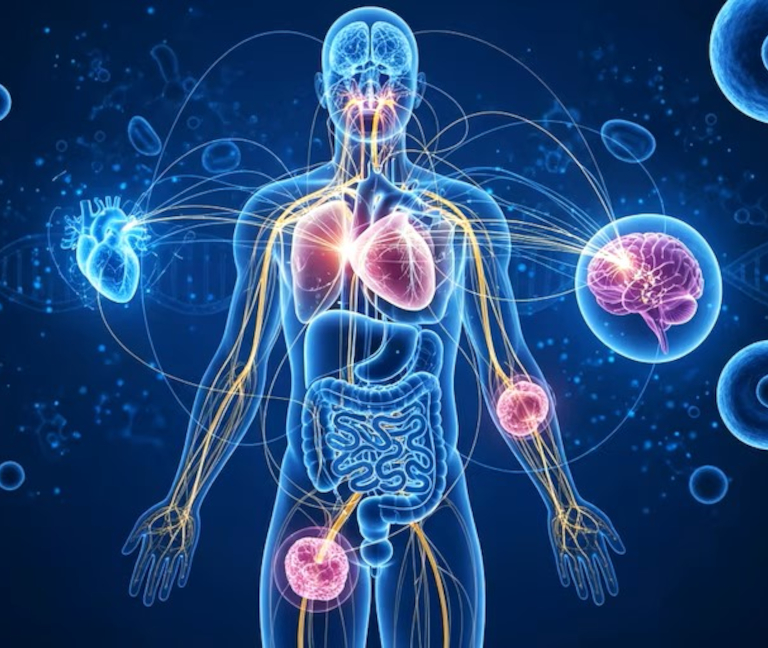 Las insospechadas rutas hormonales que conectan el organismo