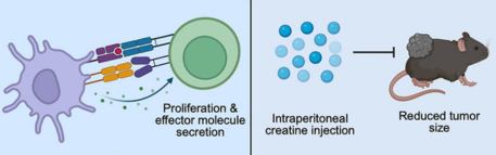 Creatina emerge como modulador de la inmunidad antitumoral
