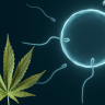 cannabis, THC, fertilidad femenina, salud reproductiva