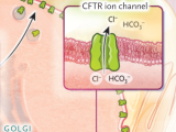 fibrosis quistica, ivacaftor, lumacaftor, elexacaftor, tezacaftor