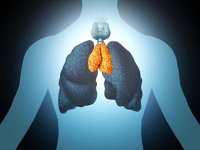 timo, envejecimiento, investigación científica